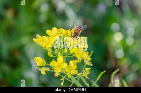 Bee Feeding And Pollinating Pak Choi Flowers Stock Photo