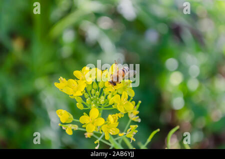 Bee On Top Of Pak Choi Blossoms Stock Photo