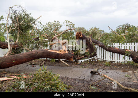 Killara, New South Wales, Australia. 26th November, 2019. Storm damage seen in Killara, NSW, Australia. Several homes damaged along with big trees and power lines down. Credit: mjmediabox/Alamy Live News Stock Photo