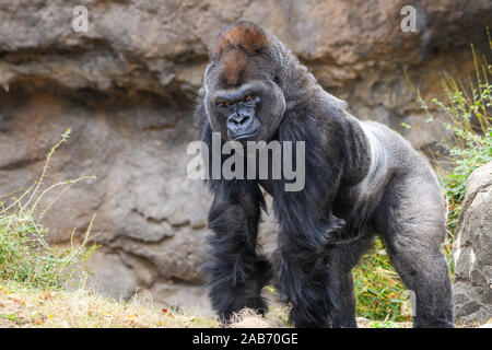 Male Silverback Western Lowland gorilla (Gorilla gorilla gorilla) standing Stock Photo