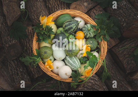 Wicker basket from a natural garden with many natural pumpkins of different shapes and colors Stock Photo