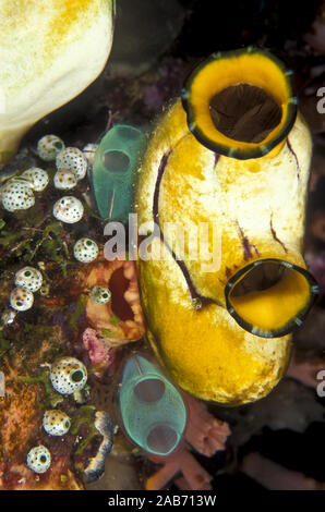 Colonial ascidians: one Ink-spot sea squirt (Polycarpa aurata), with two green Pastel sea squirts(Rhopalaea crassa) and some white Urn ascidians (Dide Stock Photo