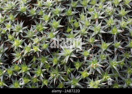 Deuterocohnia lorentziana plant. Stock Photo