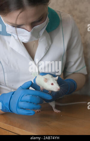 The rat is white in the arms of the laboratory assistant in a white coat, gloves and mask. Laboratory Stock Photo
