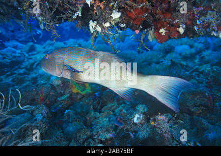 Blacksaddled coralgrouper (Plectropomus laevis), large, growing to 1 metre, being serviced by cleaner wrasse. One of the worst offenders for ciguatera Stock Photo