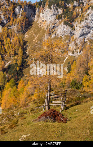 Bench under the yellow larch tree Stock Photo