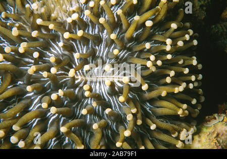 Mushroom coral (Heliofungia actiniformis), polyps extended. Resembles a sea anemone but is a solitary hard coral not attached to the substrate.. Papua Stock Photo
