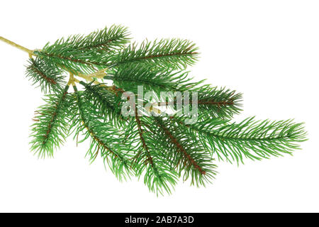 Artificial dead plastic pine spruce branch for eternal Christmas decorations. Isolated on white studio macro shot Stock Photo