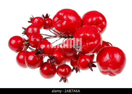 Red artificial plastic forest  berries and apples fruits  to decorate Christmas installations. Isolated on white studio macro Stock Photo