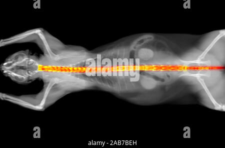 black and white CT scan of a cat on a black background. Orthopedic veterinary diagnostic x-ray test. Vertebral column highlighted in red. Stock Photo