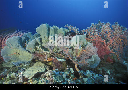 Elephant ear sponges, sea fans and sea whips on a tropical reef. Papua New Guinea Stock Photo
