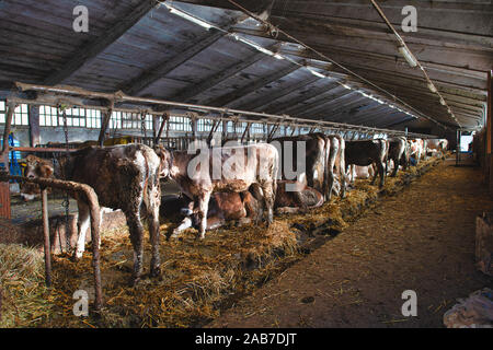 Large barn with cows from a dairy in the Taleggio valley Lombadia Italy Stock Photo