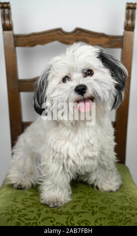 Bichon Havanese (Canis lupus familiaris) white puppy sitting on a green chair. Tonge sticking out from its mouth. Young male puppy looking to the came Stock Photo
