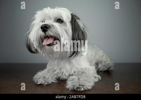 Bichon Havanese (Canis lupus familiaris) white puppy lying on a wood table. Tonge sticking out from its mouth. Young male puppy. Stock Photo
