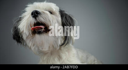 Bichon Havanese (Canis lupus familiaris) white puppy. Picture from below. Tongue sticking out from its mouth. White young puppy. Stock Photo
