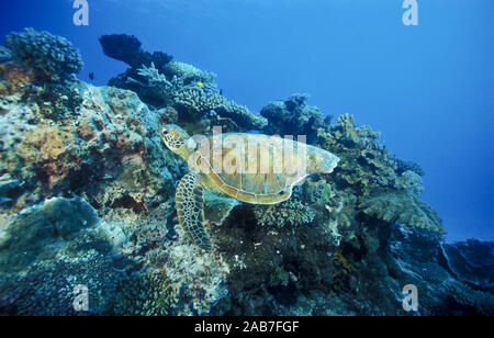 Green turtle (Chelonia mydas), swims over a coral bombie, shows bite out of shell probably inflicted by small Tiger shark. Lady Elliott Island, Great Stock Photo