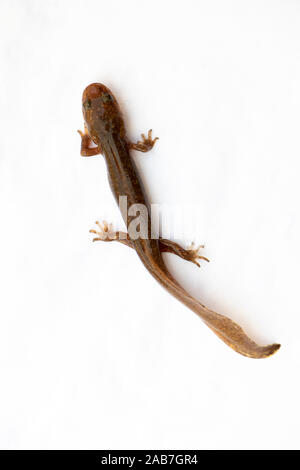Larval form of California Giant Salamander (Dicamptodon ensatus), an amphibian endemic to the U.S. state of California, on white background. Stock Photo