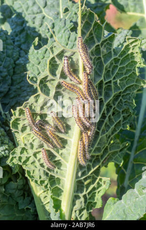 Many Pieris brassicae caterpillars - larvae of the Cabbage white butterfly. Stock Photo