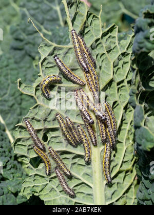 Many Pieris brassicae caterpillars - larvae of the Large Cabbage White butterfly. Stock Photo