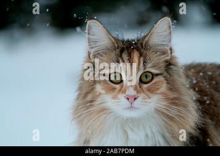 A portrait of a bold and beautiful norwegian forest cat female staring at the photographer. She feels irritated Stock Photo