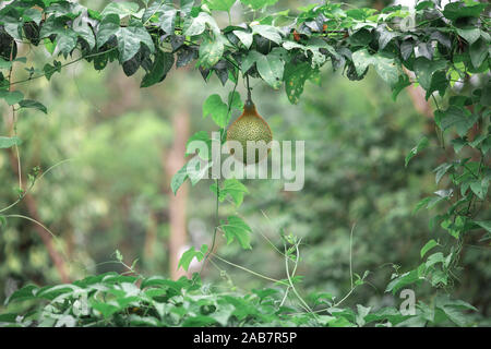 Gac fruit Stock Photo