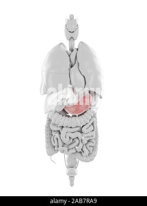 3d rendered illustration of the esophagus Stock Photo - Alamy