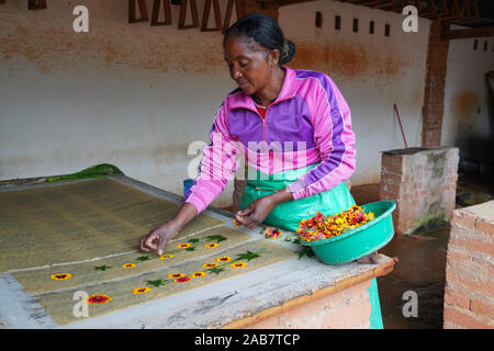 Antemoro paper atelier, making flower-embedded paper, Ambalavao, Fianarantsoa province, Ihorombe Region, Southern Madagascar, Africa Stock Photo