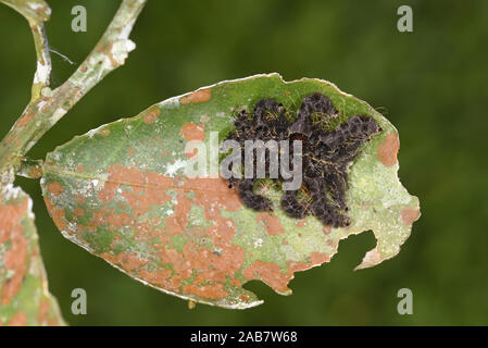 Hag Moth (Phobetron pithecium) caterpillar, known as the Monkey Slug caterpillar, resting on leaf, Manu National Park, Peru, November