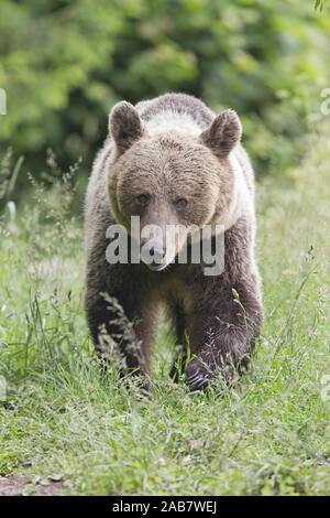 An adult female Eurasian brown bear (Ursus arctos arctos) playing in a ...