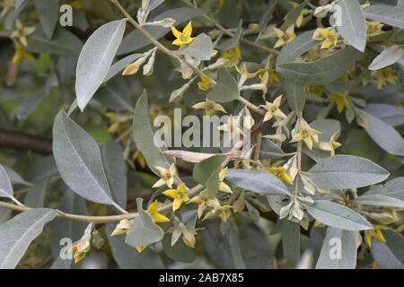Elaeagnus angustifolia 'Quicksilver' with grey green leaves and  scented aromatic small yellow flowers, May Stock Photo
