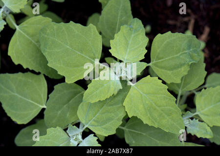 Fat-hen or lamb's quarters, Chenopodium album, young plants of annual arable and garden weed, May Stock Photo