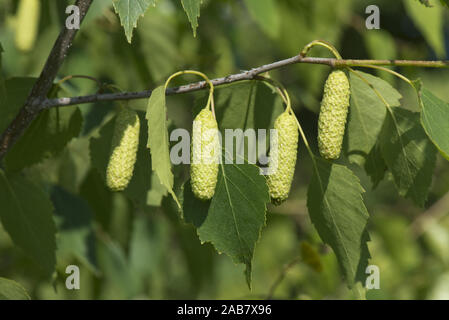 Young leaves of silver birch tree with young female catkins, Betula pendula, in spring, Berkshire, June Stock Photo