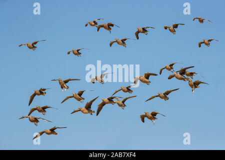 Burchell's sandgrouse (Pterocles burchelli) in flight, Kgalagadi Transfrontier Park, South Africa, Africa Stock Photo
