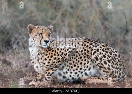 Cheetah (Acinonyx jubatus), Zimanga private game reserve, KwaZulu-Natal, South Africa, Africa Stock Photo