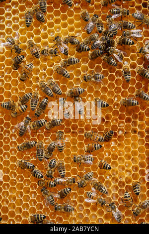 Carniolan honey bees, Santa Giustina, Belluno, Italy, Europe Stock Photo