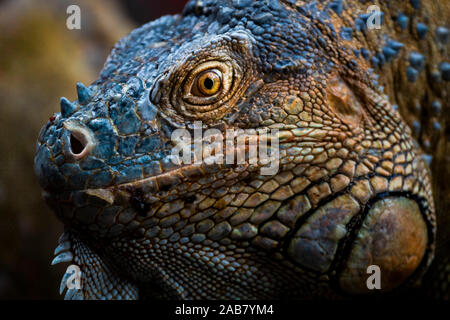 Green iguana (Iguana iguana) near La Fortuna, Arenal, Alajuela Province, Costa Rica, Central America Stock Photo