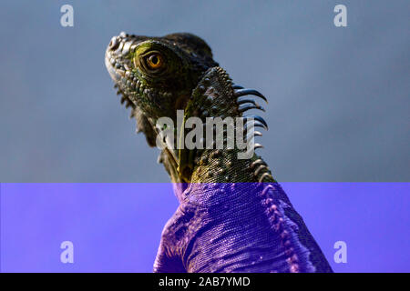 Green Iguana (Iguana Iguana), Boca Tapada, Alajuela Province, Costa Rica, Central America Stock Photo