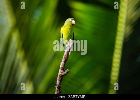 Orange Chinned Parakeet (Brotogeris Jugularis), Boca Tapada, Alajuela Province, Costa Rica, Central America