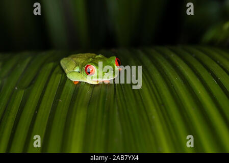 Red-Eyed Tree Frog (Agalychnis callidryas), Boca Tapada, Alajuela Province, Costa Rica, Central America Stock Photo