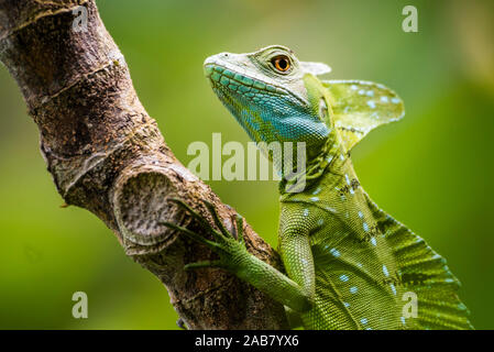 Green Plumed Basilisk Lizard (Basiliscus plumifrons), Boca Tapada, Alajuela Province, Costa Rica, Central America Stock Photo