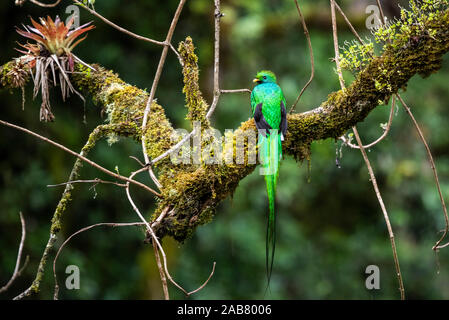 Resplendent Quetzal (Pharomachrus mocinno), San Gerardo de Dota, San Jose Province, Costa Rica, Central America Stock Photo