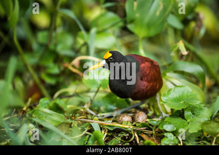 Northern Jacana (Jacana Spinosa), Tortuguero National Park, Limon Province, Costa Rica, Central America Stock Photo