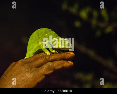 An adult flap-necked chameleon (Chamaeleo dilepis), South Luangwa National Park, Zambia, Africa Stock Photo