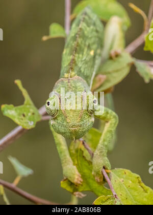 An adult flap-necked chameleon (Chamaeleo dilepis), South Luangwa National Park, Zambia, Africa Stock Photo