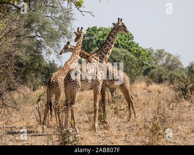 Adult male Thornicrofts giraffes (Giraffa camelopardalis thornicrofti), South Luangwa National Park, Zambia, Africa Stock Photo