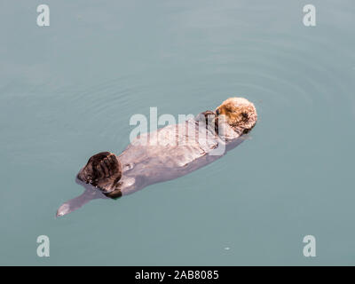 An adult sea otter (Enhydra lutris) resting on its back in the harbor at Kodiak, Kodiak Island, Alaska, North America Stock Photo