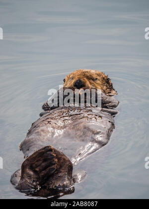 An adult sea otter (Enhydra lutris) resting on its back in the harbor at Kodiak, Kodiak Island, Alaska, North America Stock Photo