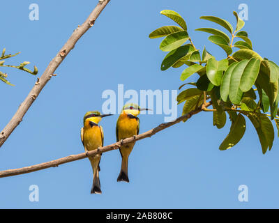 Adult little bee-eaters (Merops pusillus), near the Luangwa River in South Luangwa National Park, Zambia, Africa Stock Photo