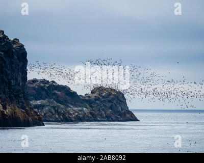 Flocks of seabirds take flight along the shores of Kiska Island, Aleutians, Alaska, North America Stock Photo