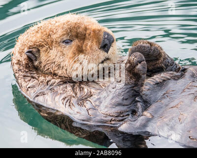 An adult sea otter (Enhydra lutris) resting on its back in the harbor at Kodiak, Kodiak Island, Alaska, North America Stock Photo